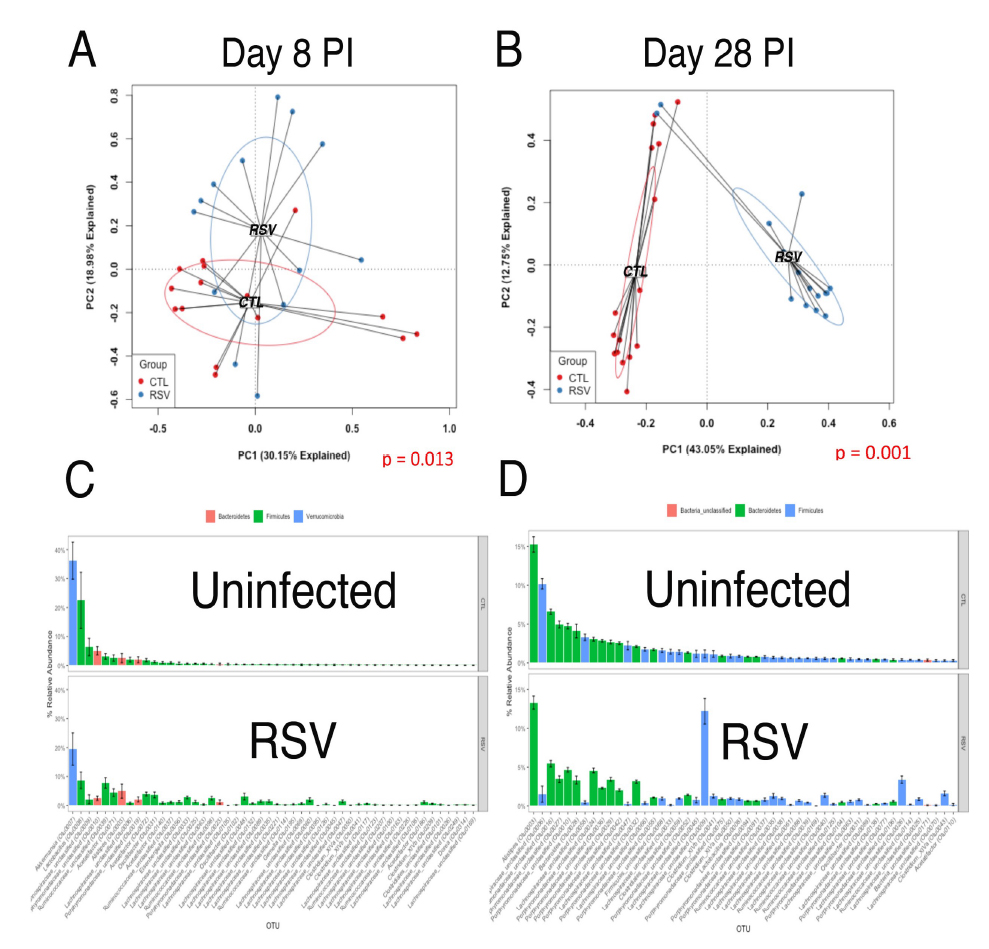 Cecum from uninfected or EL-RSV infected mice were harvested at 8- or 28-days post-infection and subjected to 16s sequencing and analyzed as indicated.  The PCA plots (A,B) indicated significant differences and the rank abundance (C,D) identified the modified OTU. Each dot is a separate mouse.