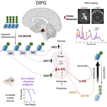 H3K27M-mutant fatal brainstem gliomas maintain low global H3K27me3 by hijacking a critical metabolic pathway used by IDH1 mutant gliomas.