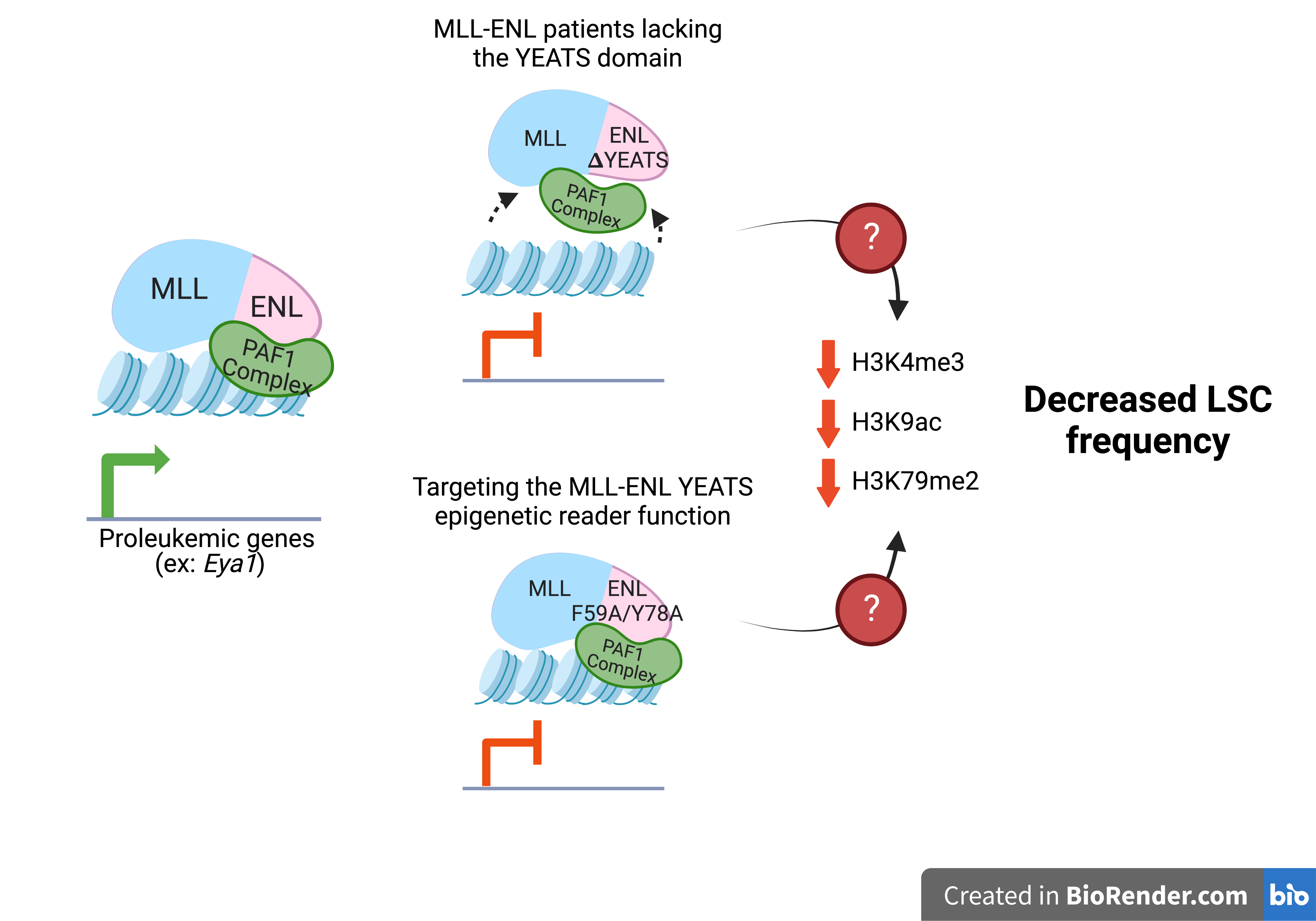The schematic of current working model on how the YEATS domain contribute to MLL-ENL leukemogenesis. The absence or abrogation of the YEATS epigenetic reader function of the fusion severely perturbs the epigenetic landscape and expression of a subset of MLL-ENL targets, leading to change in leukemic stem cell frequency. 